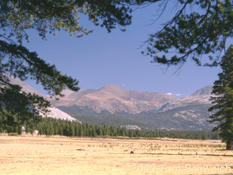 Tuolumne Meadows