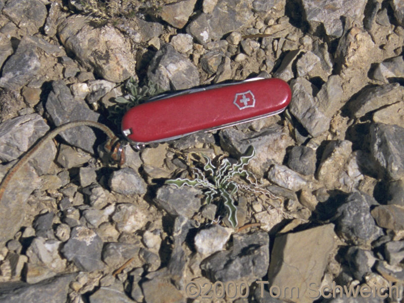 Rosette on Last Chance Mountain