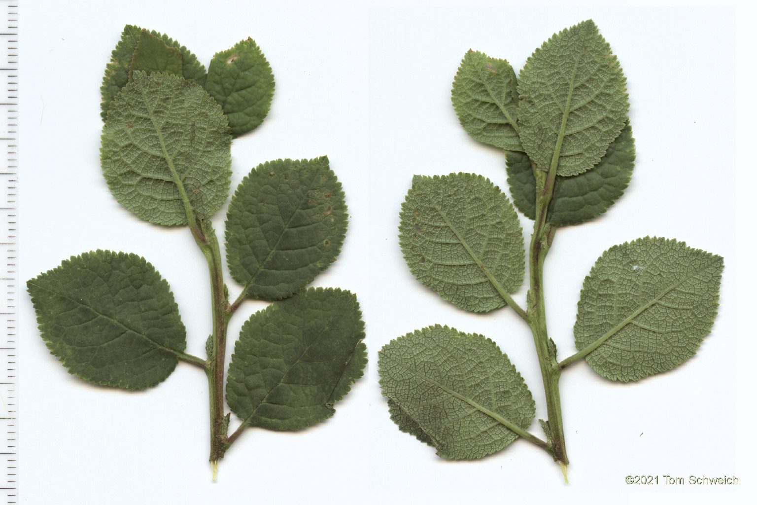 Rosaceae