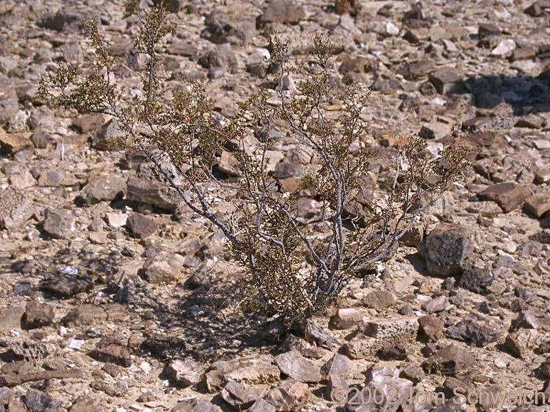 Climax vegetation on Harvard Hill.