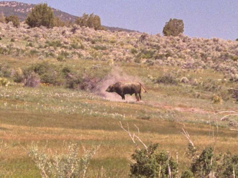 This bull was really unhappy about my presence.