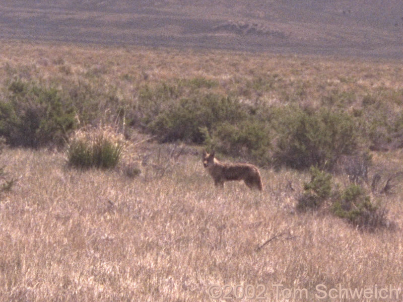 Coyote at Ruby Lake National Wildlife Refuge.
