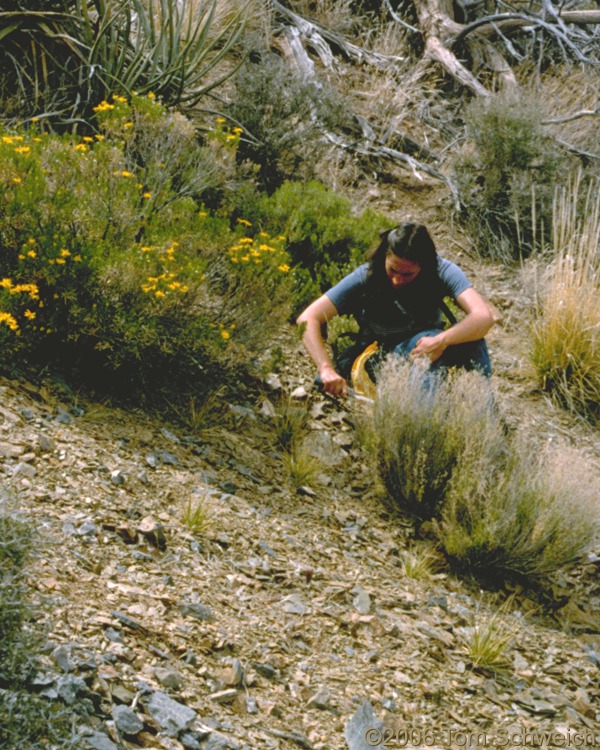 Julie looks for trilobite fossils in the Latham Shale.