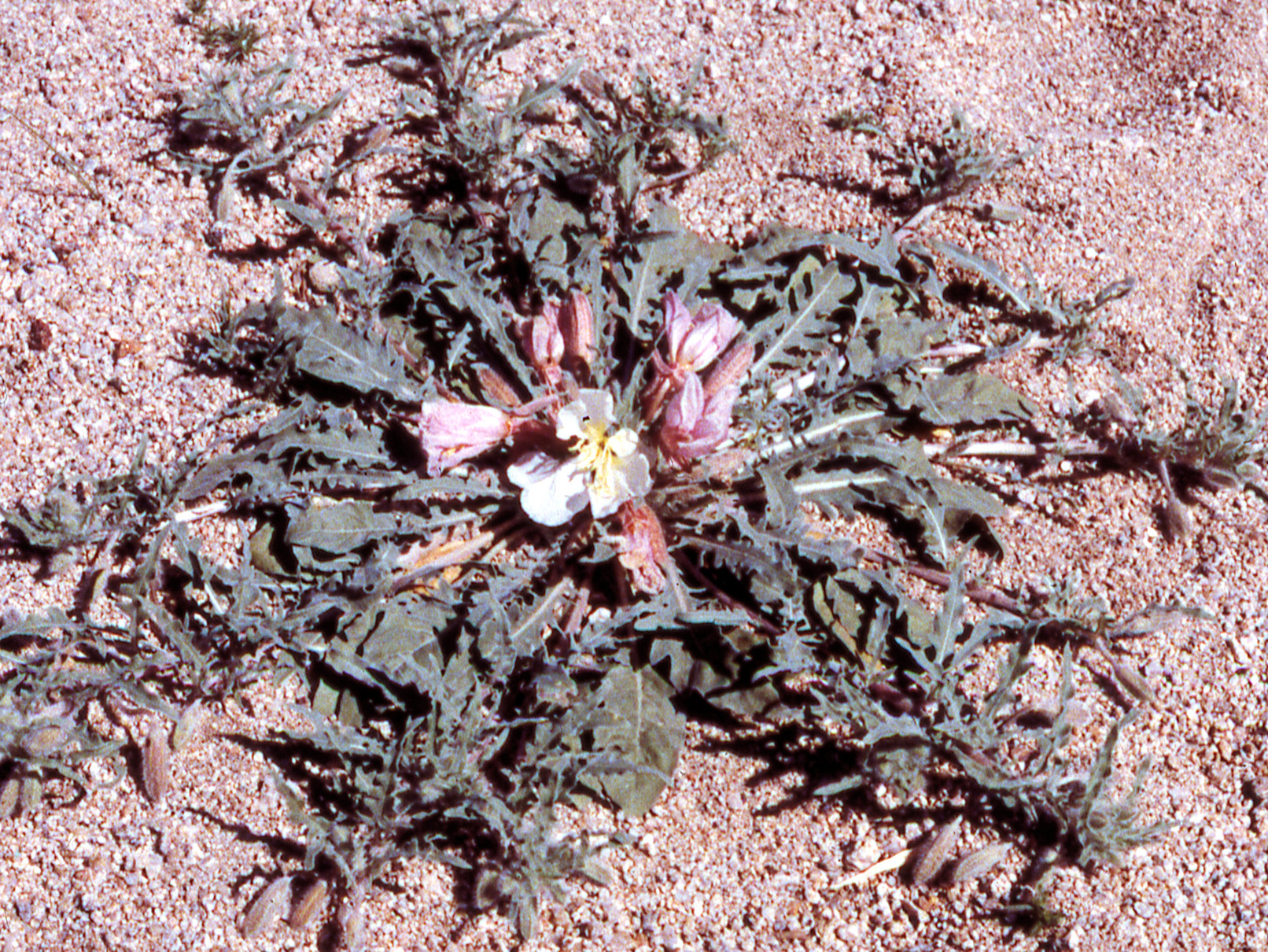 Onegraceae Oenothera cespitosa