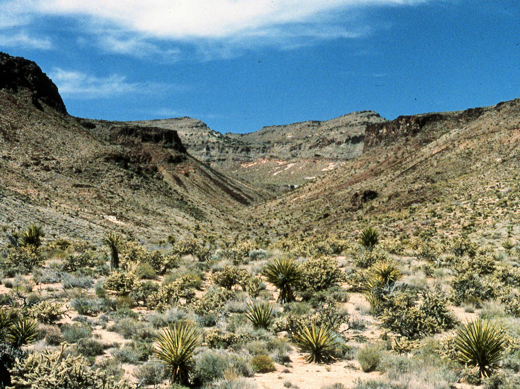 California, San Bernardino County, Woods Mountains