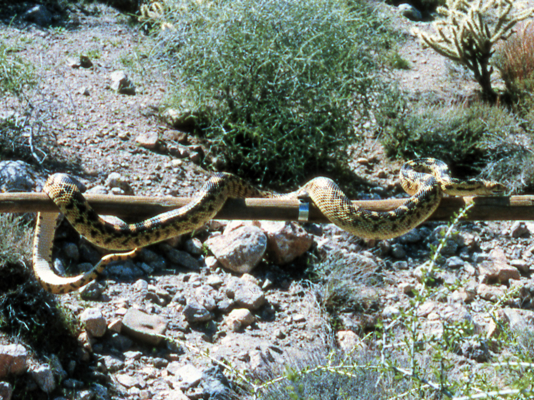 California, San Bernardino County, Woods Mountains