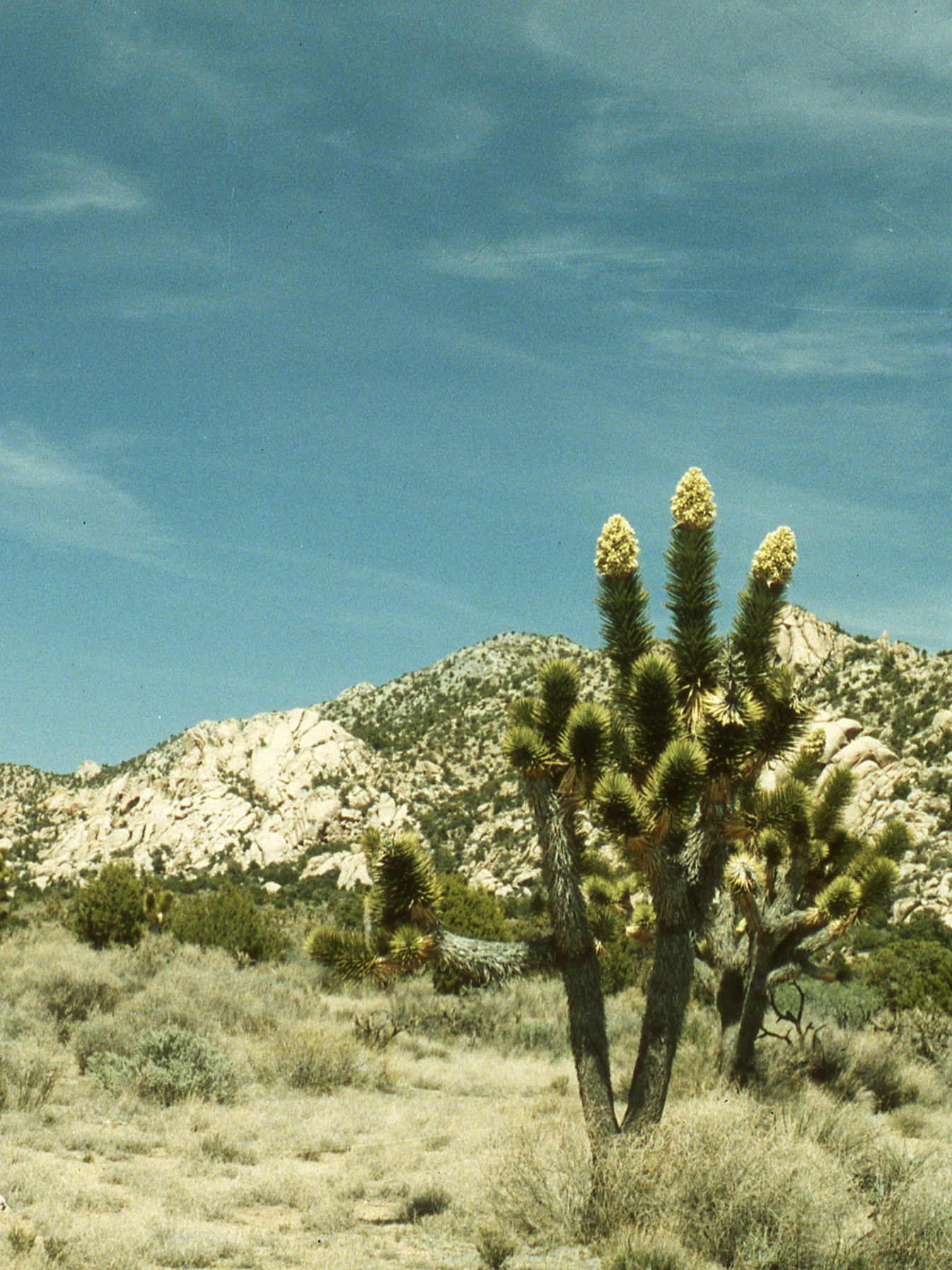 California, San Bernardino County, Caruthers Canyon