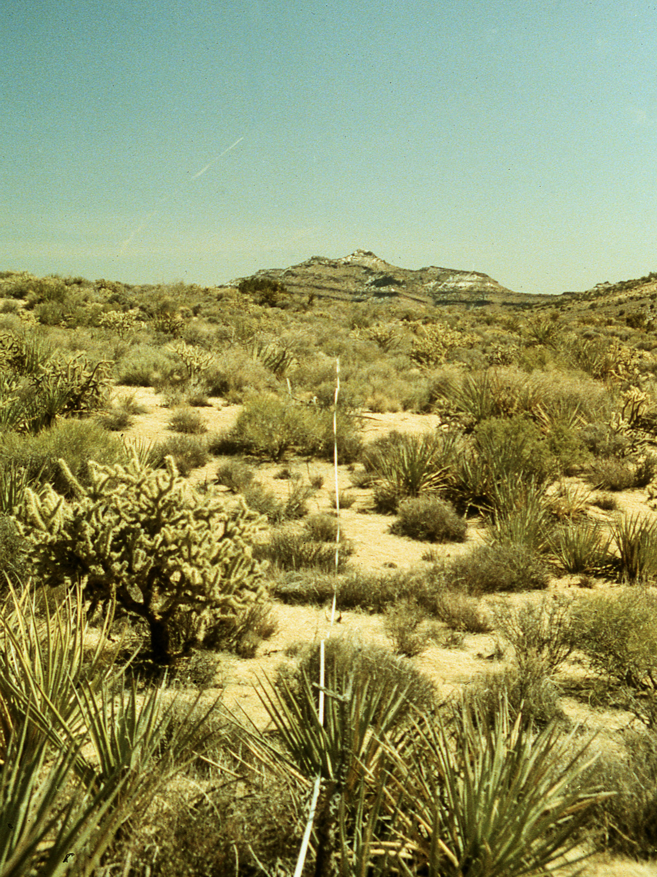 California, San Bernardino County, Lobo Point