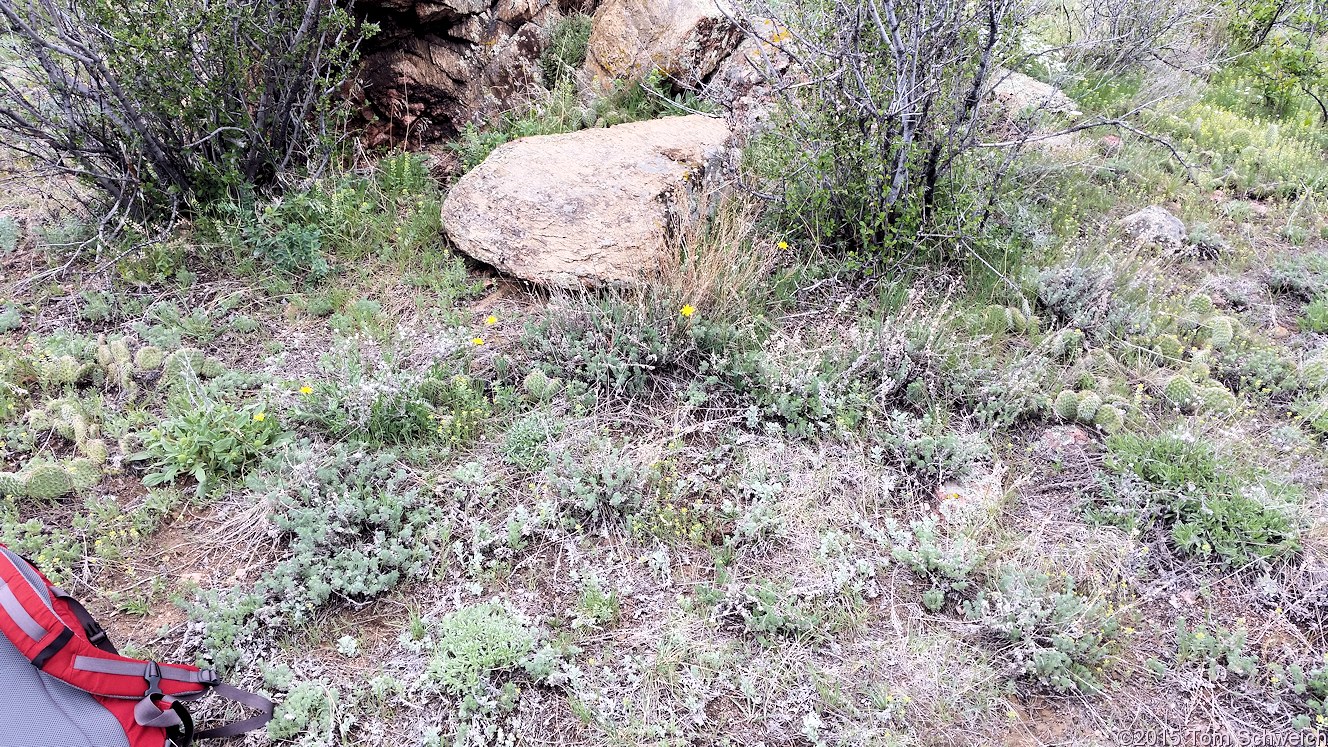 Asteraceae Agoseris parviflora