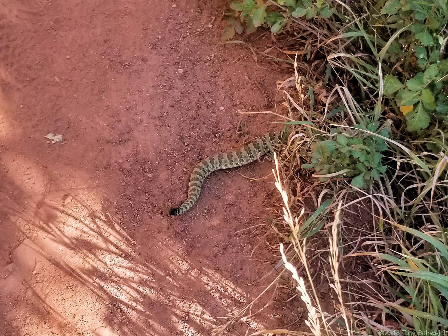 Colorado, Jefferson County, Lookout Mountain, Chimney Gulch Trail.