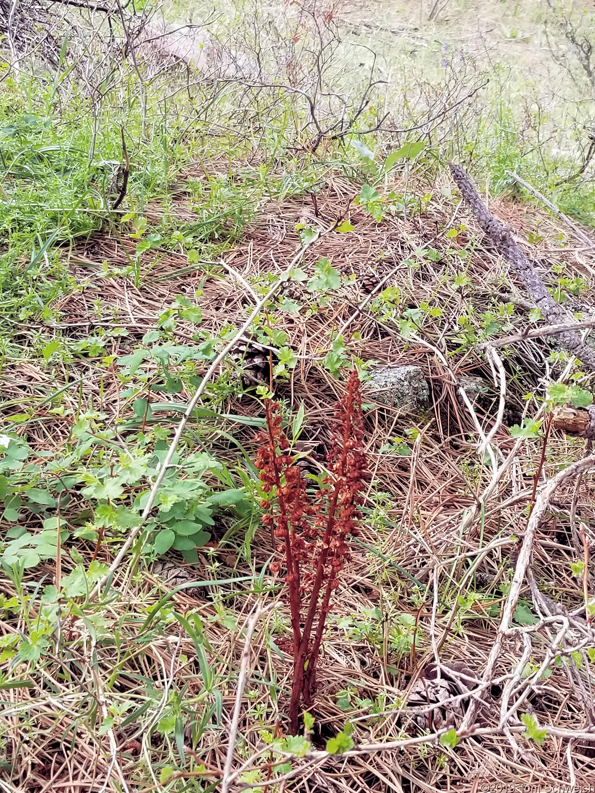 Ericaceae Pterospora andromedea