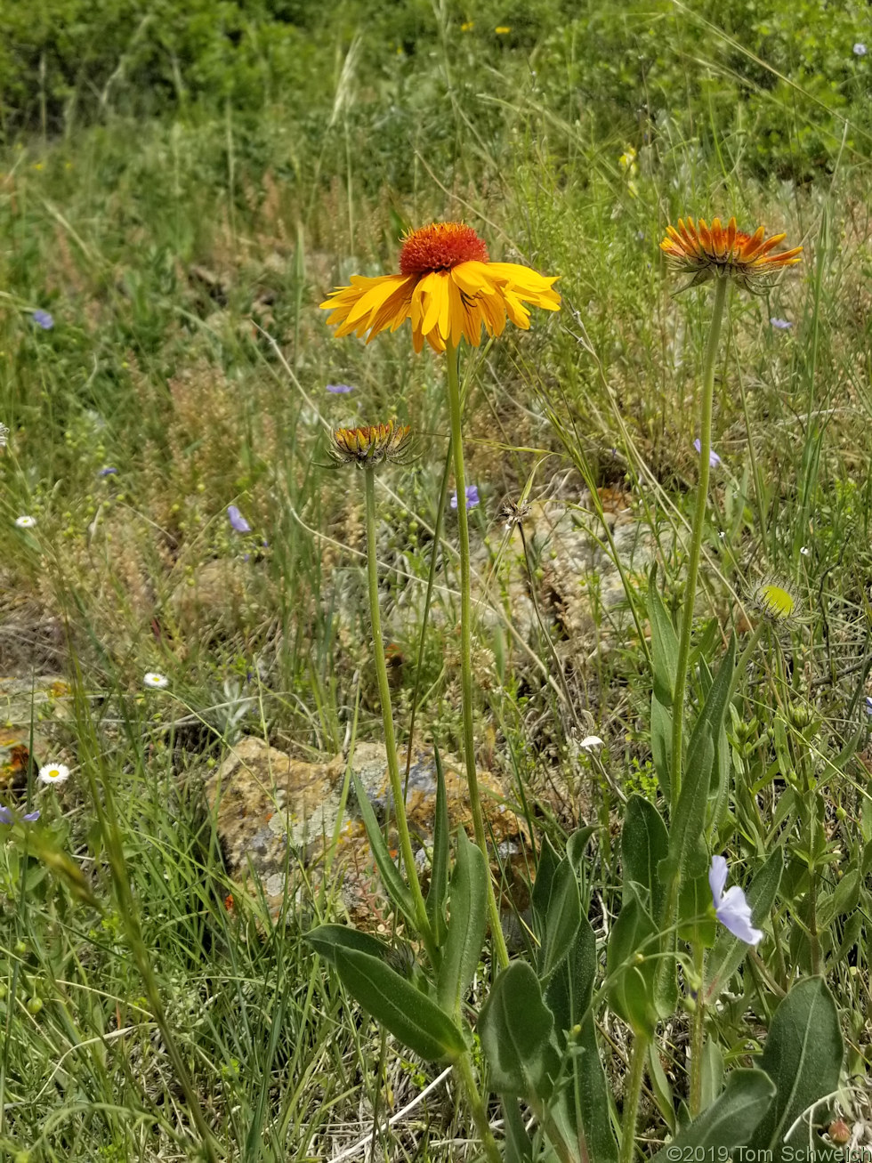 Asteraceae Gaillardia aristata