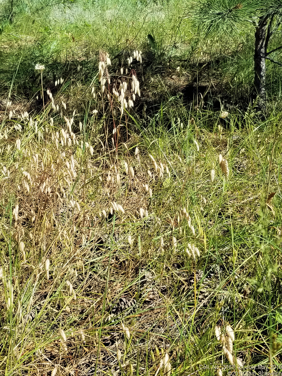 Poaceae Bromus briziformis