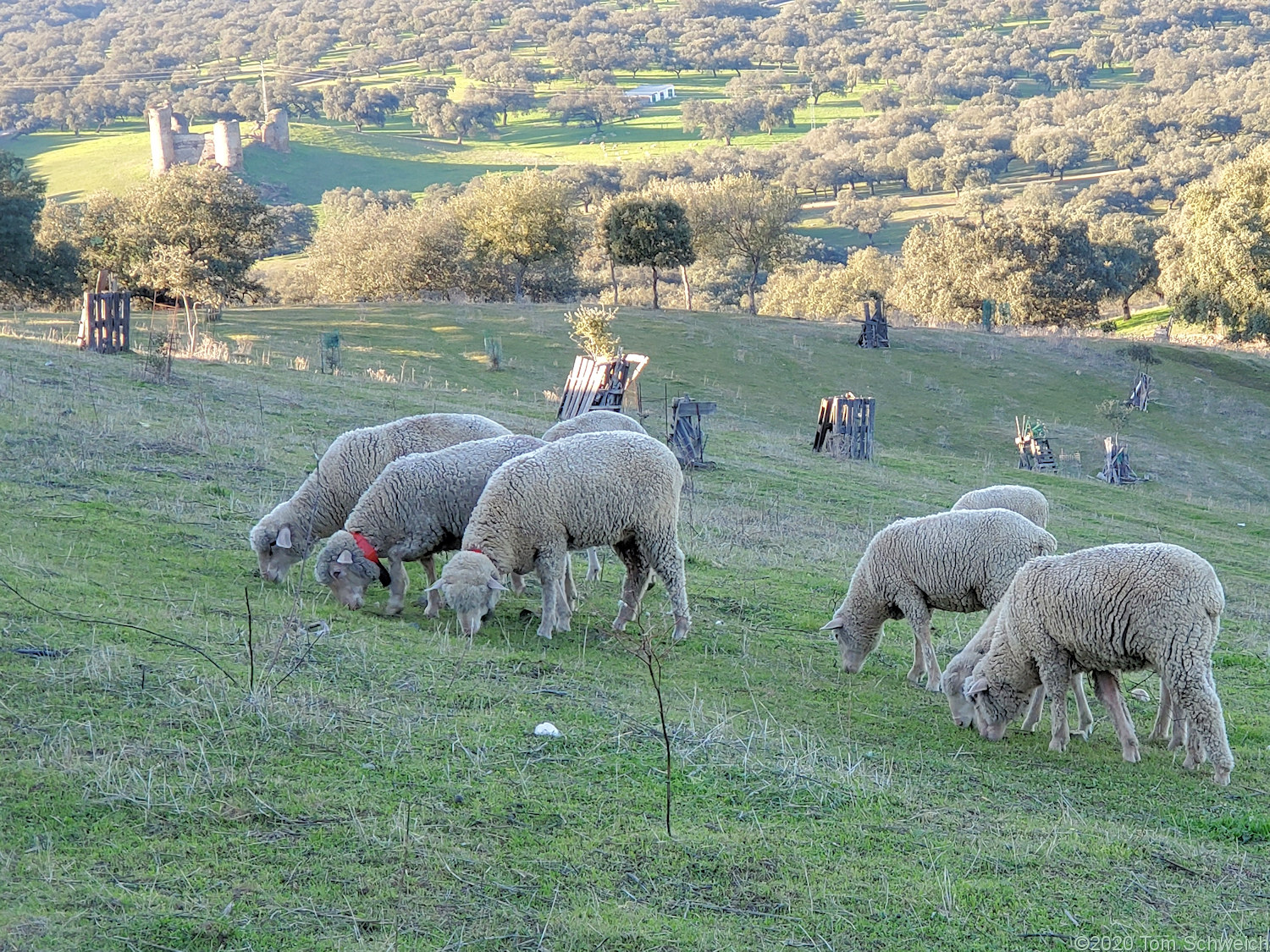 Spain, Andalucia, El Real de la Jara