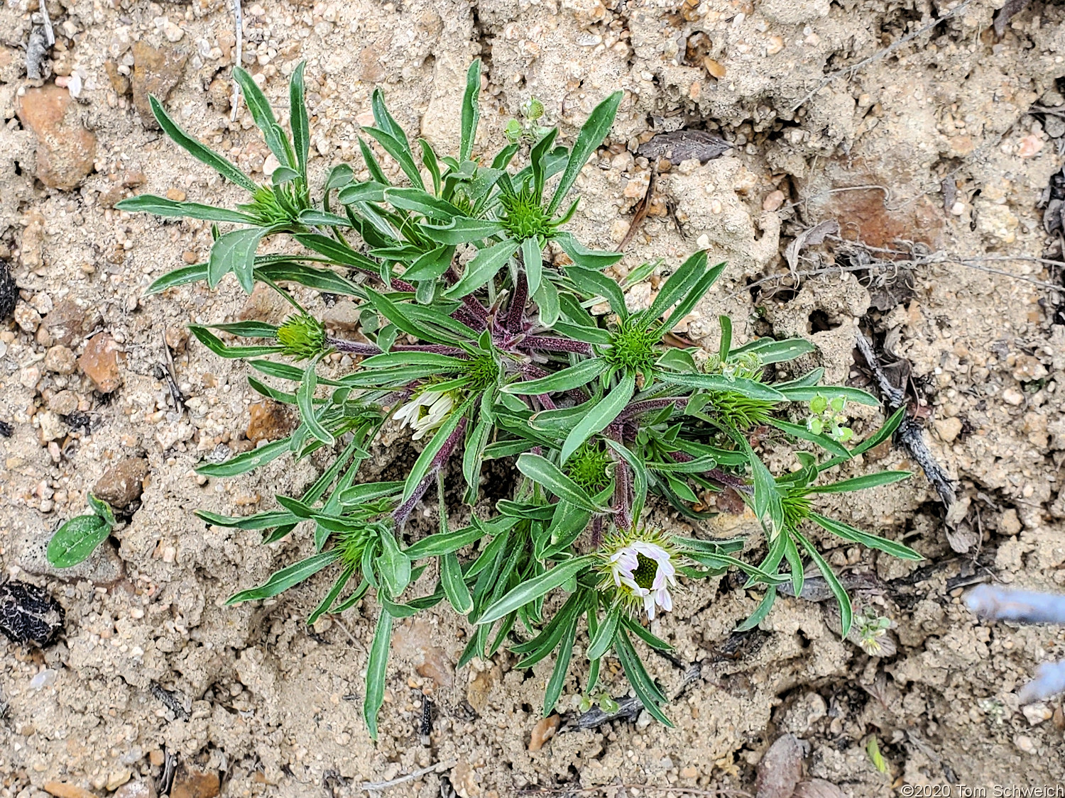 Asteraceae Townsendia grandiflora