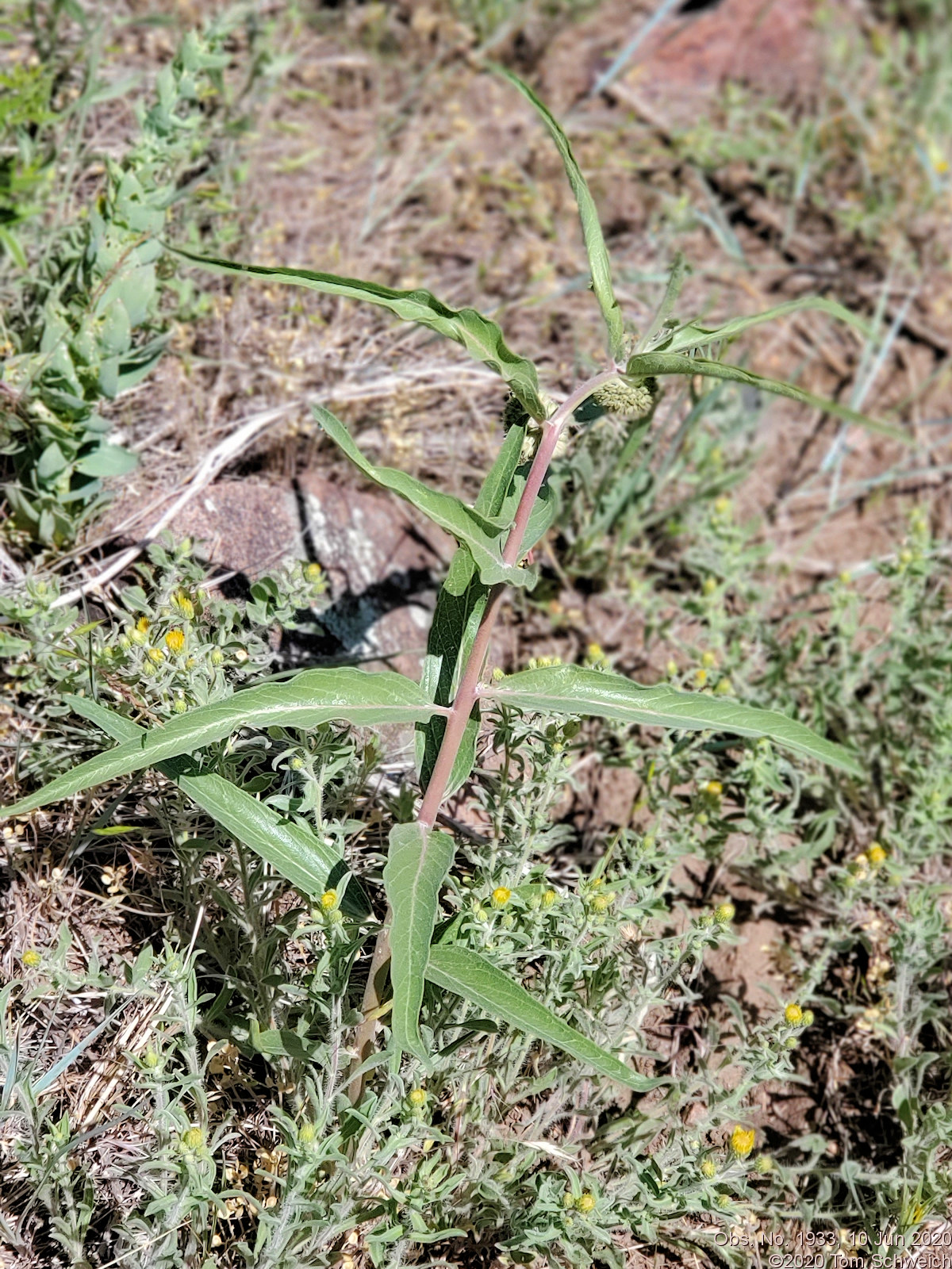 Asclepiadaceae Asclepias viridiflora