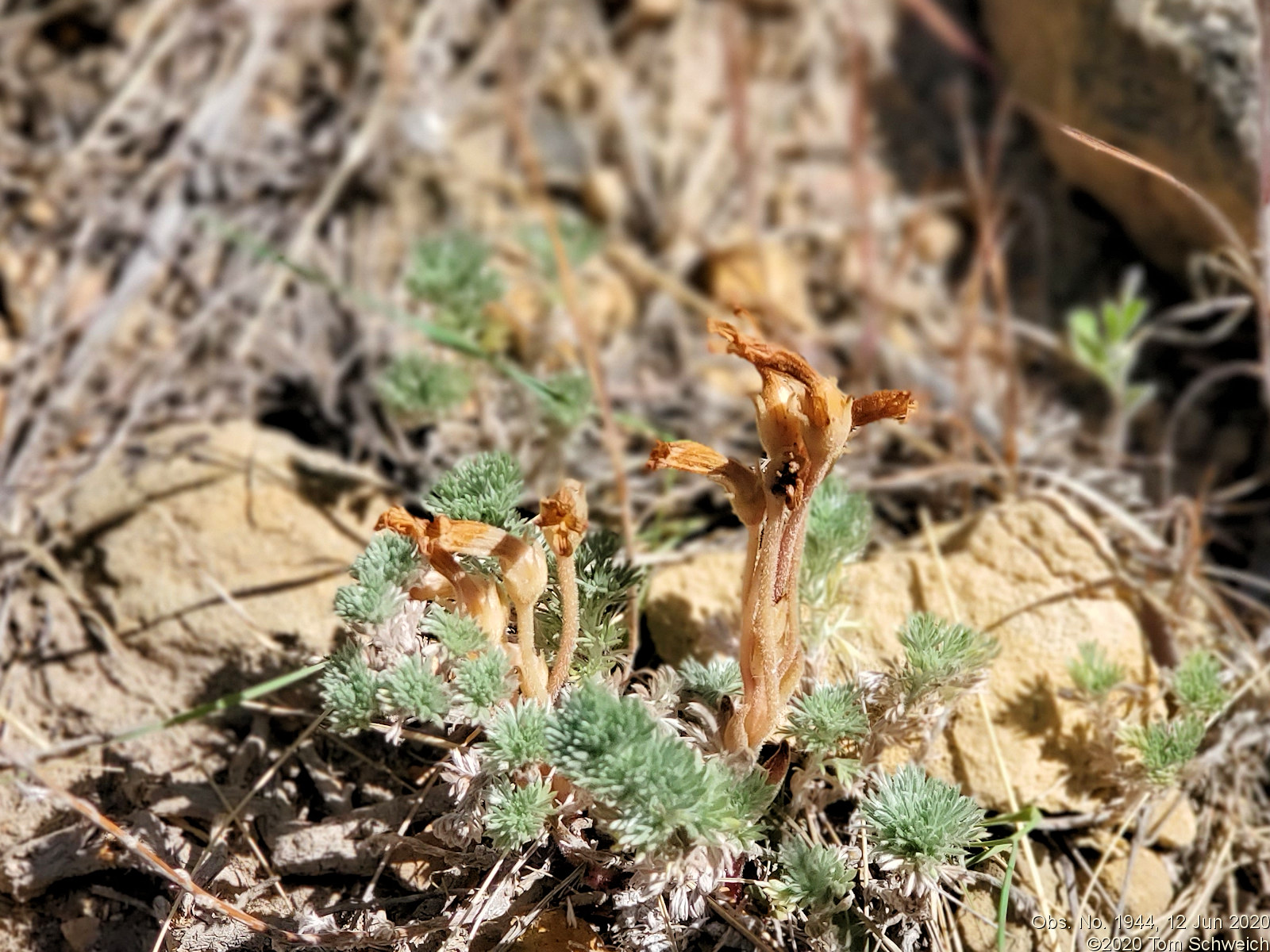 Orobanchaceae Orobanche fasciculata