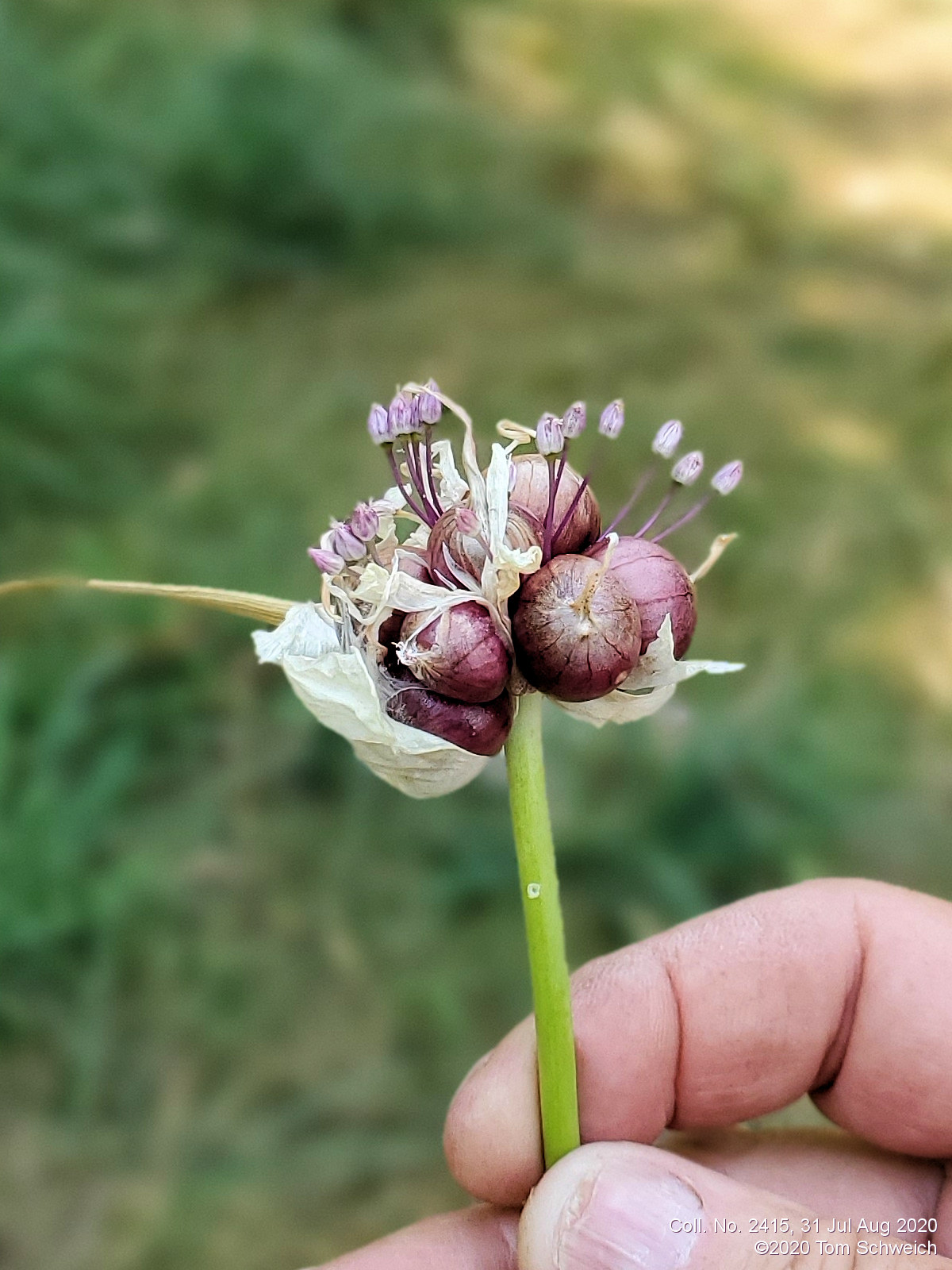 Alliaceae Allium  proliferum