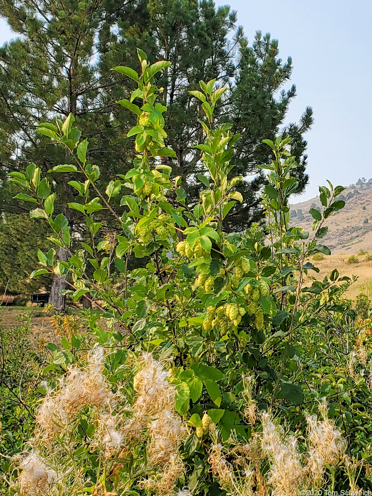 Cannabaceae Humulus lupulus