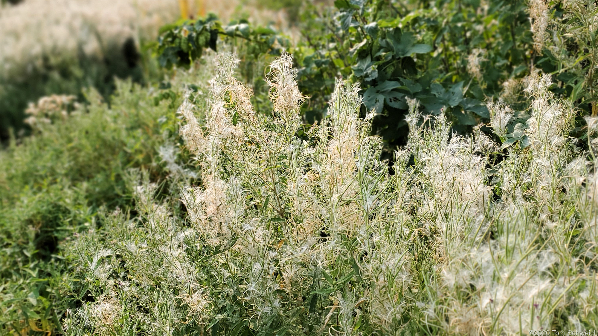 Onagraceae Epilobium hirsutum