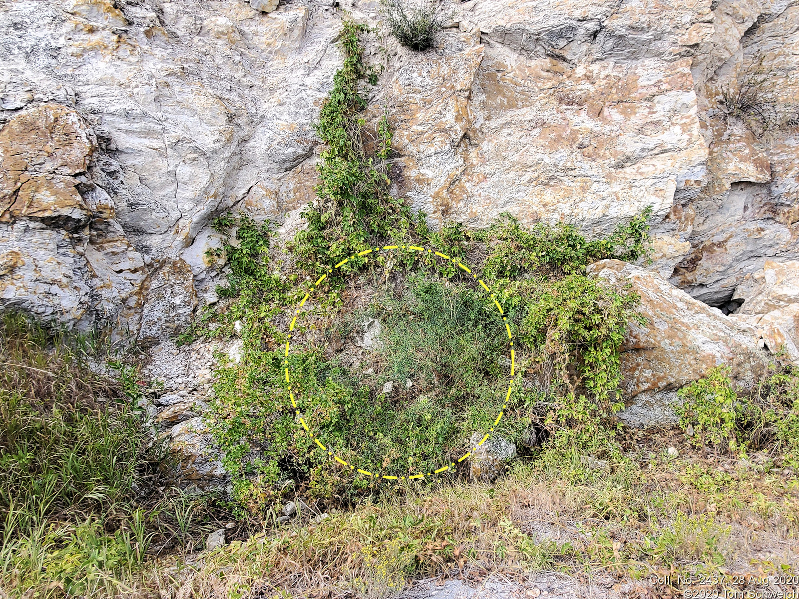 Ranunculaceae Clematis orientalis