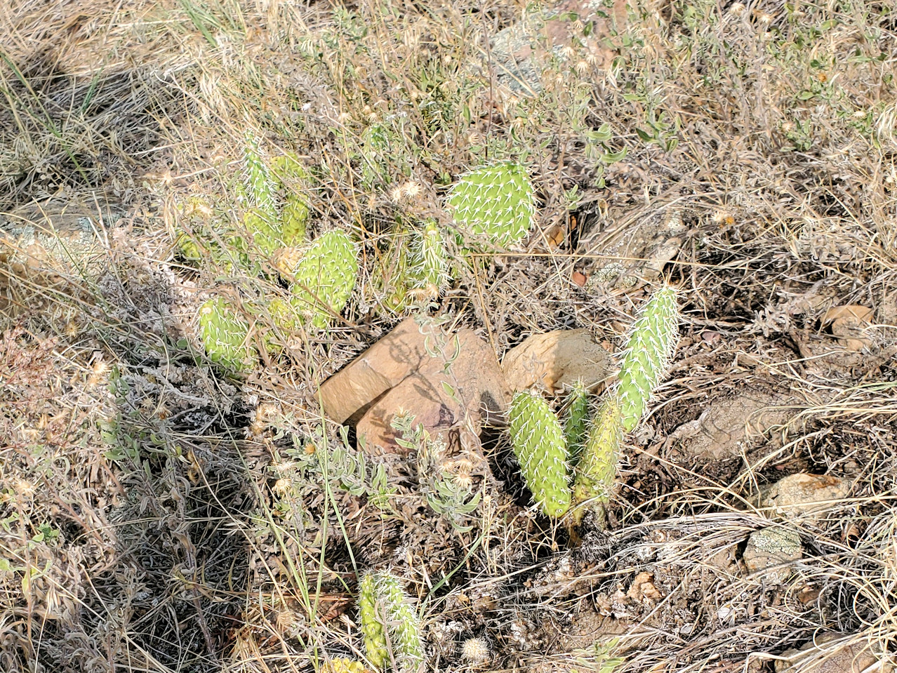 Cactaceae Opuntia polyacantha