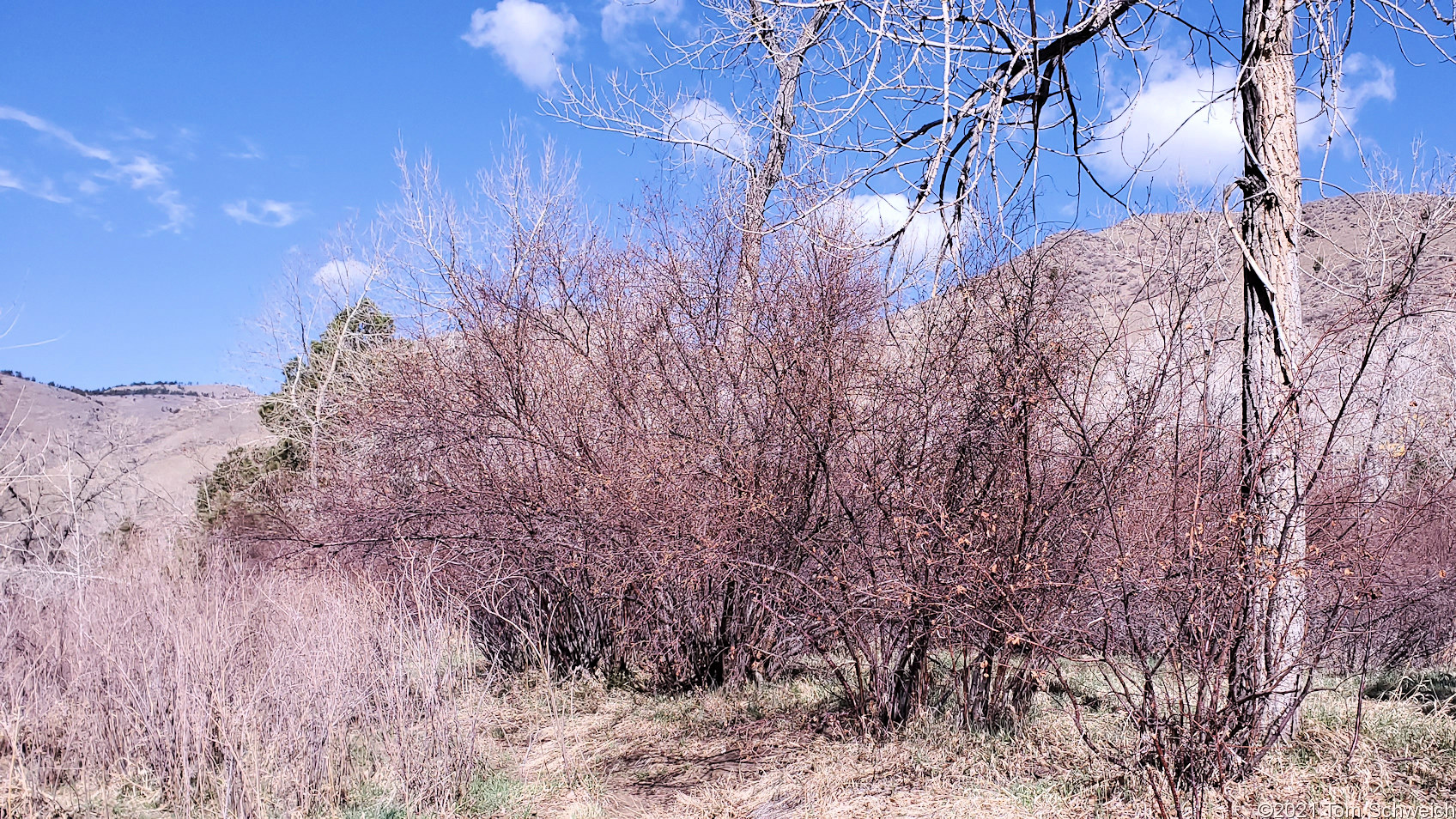 Betulaceae Betula occidentalis