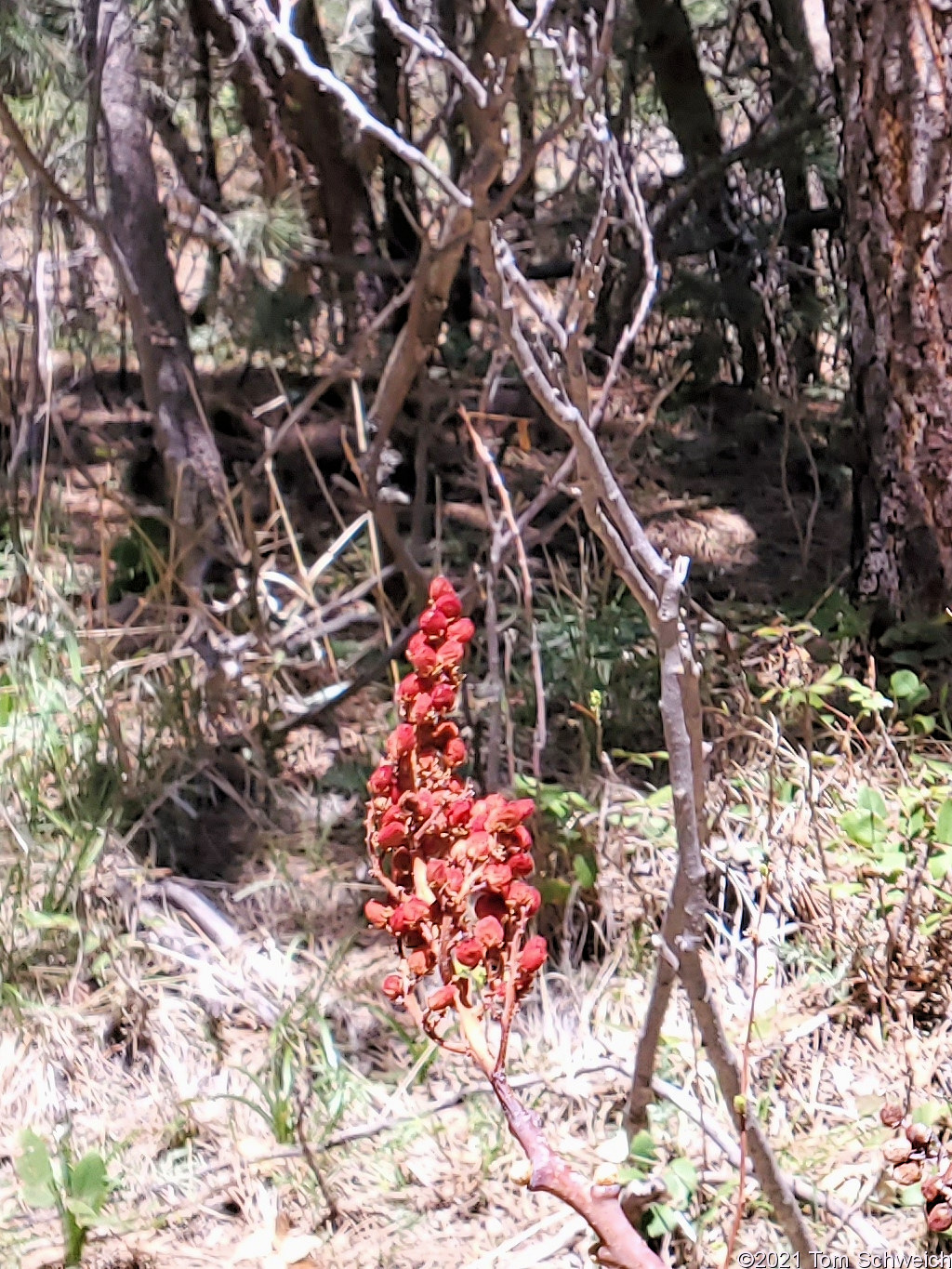 Anacardiaceae Rhus glabra