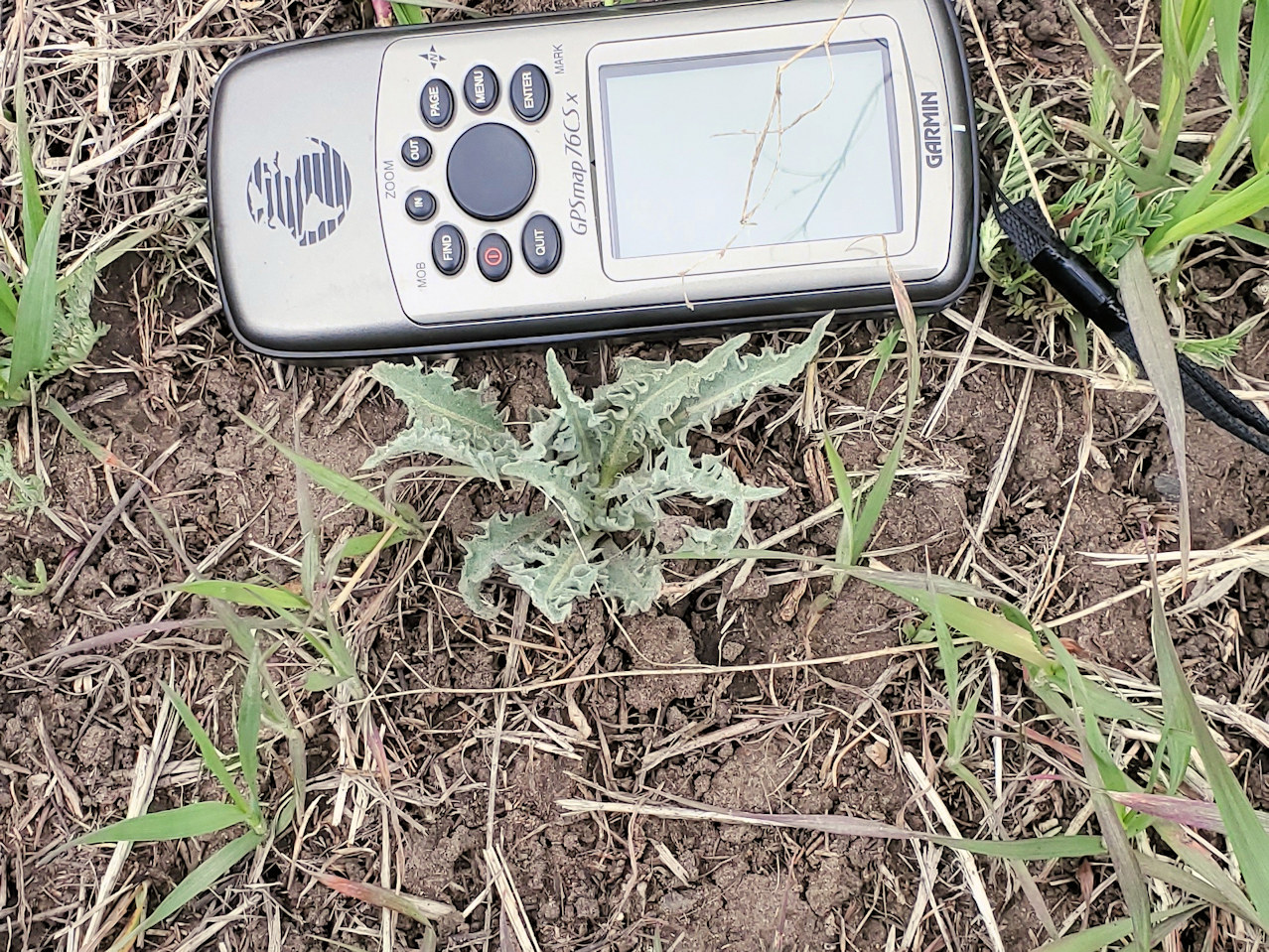 Asteraceae Crepis occidentalis