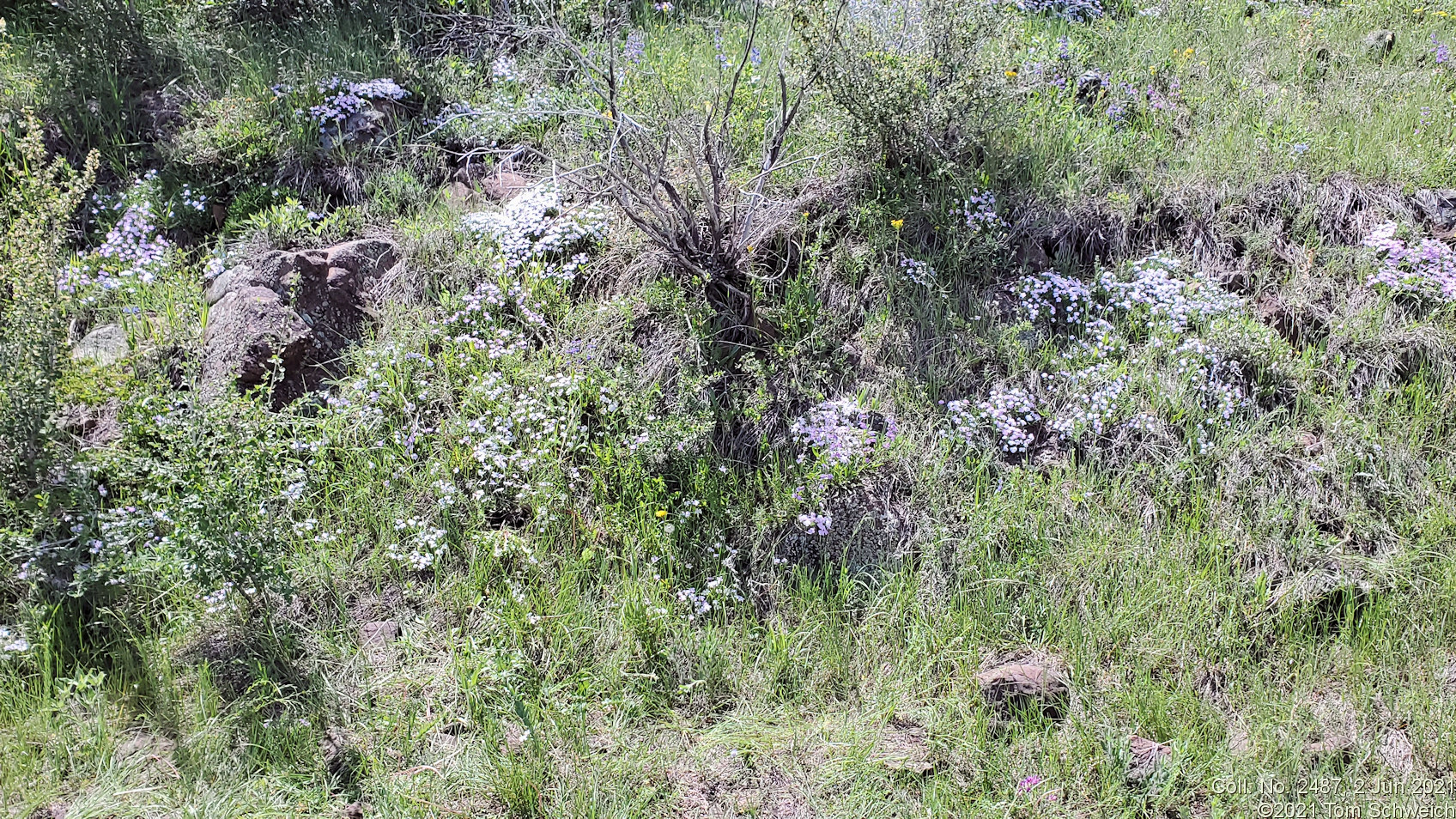 Polemoniaceae Phlox multiflora