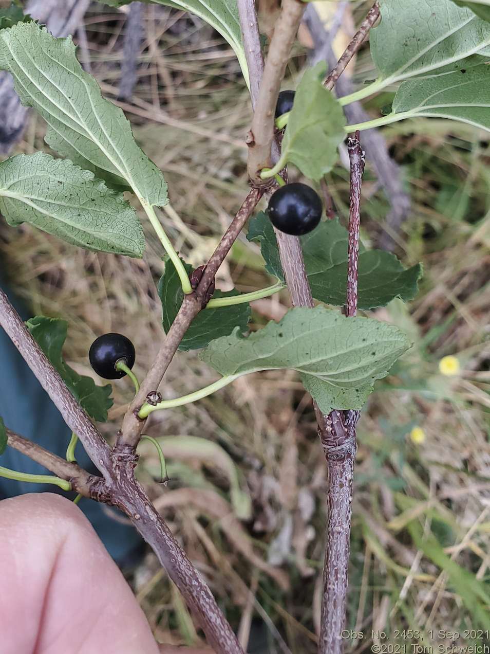 Rhamnaceae Rhamnus cathartica