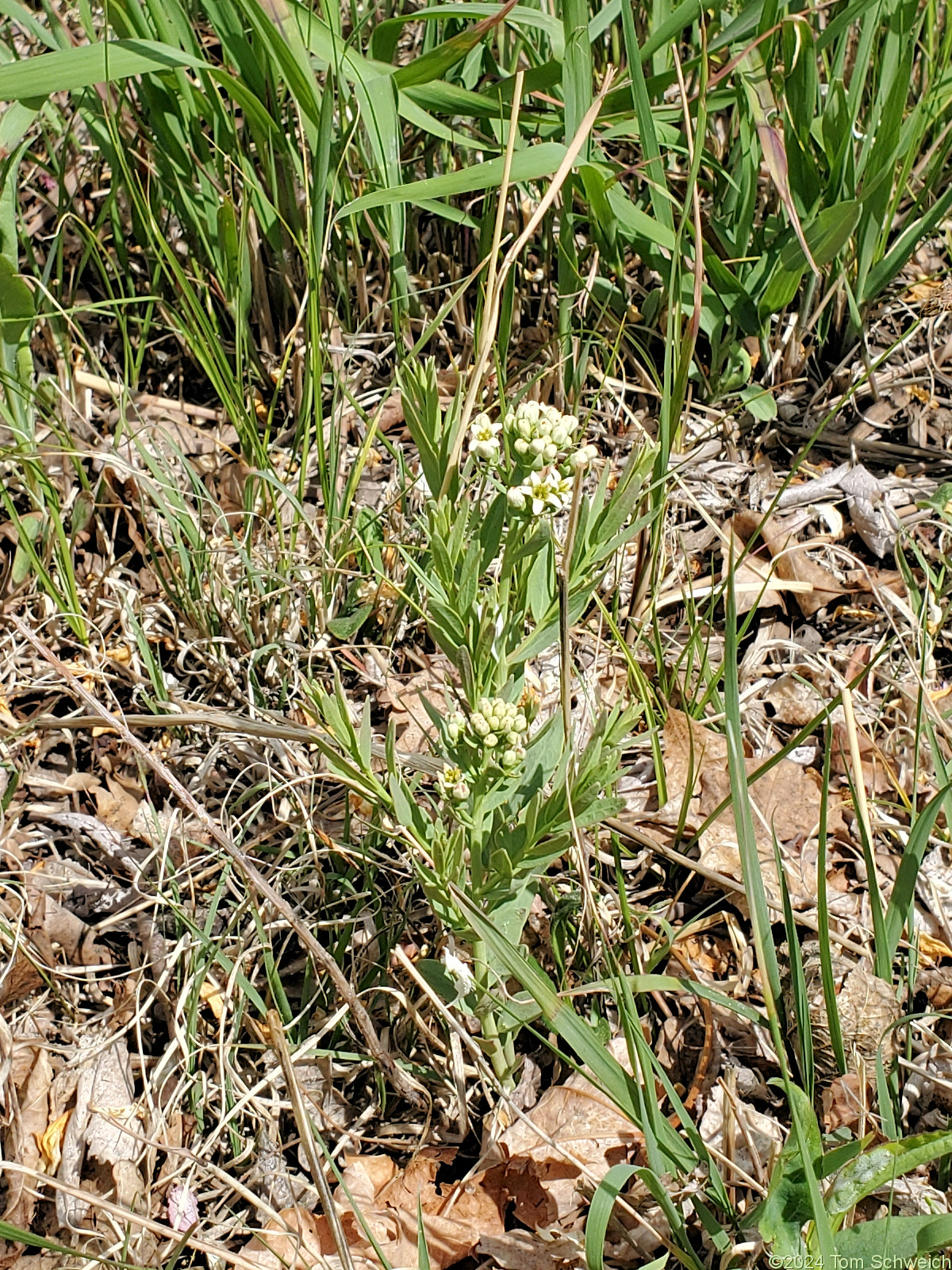 Santalaceae Comandra umbellata pallida