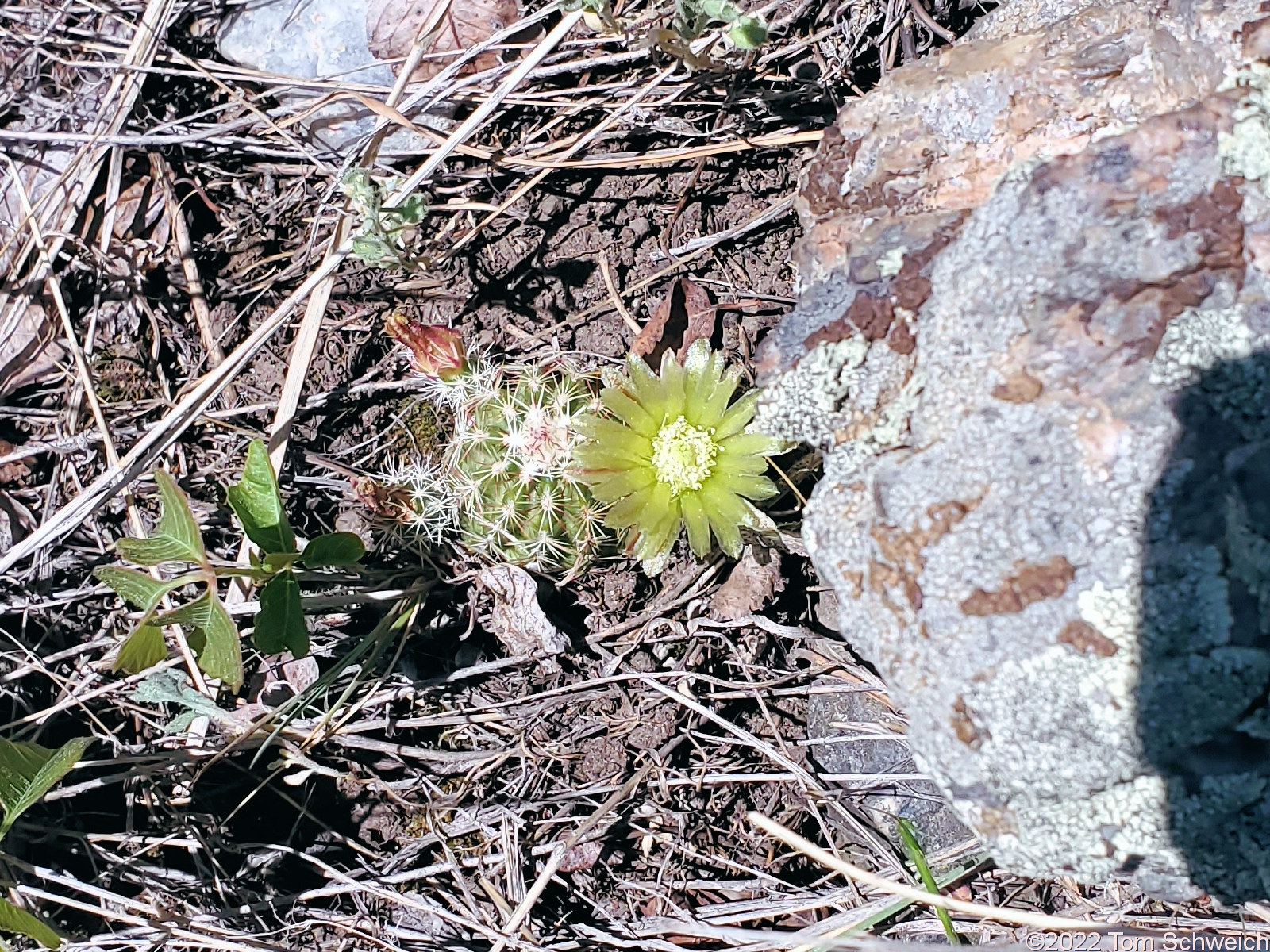 Cactaceae Echinocereus viridiflorus