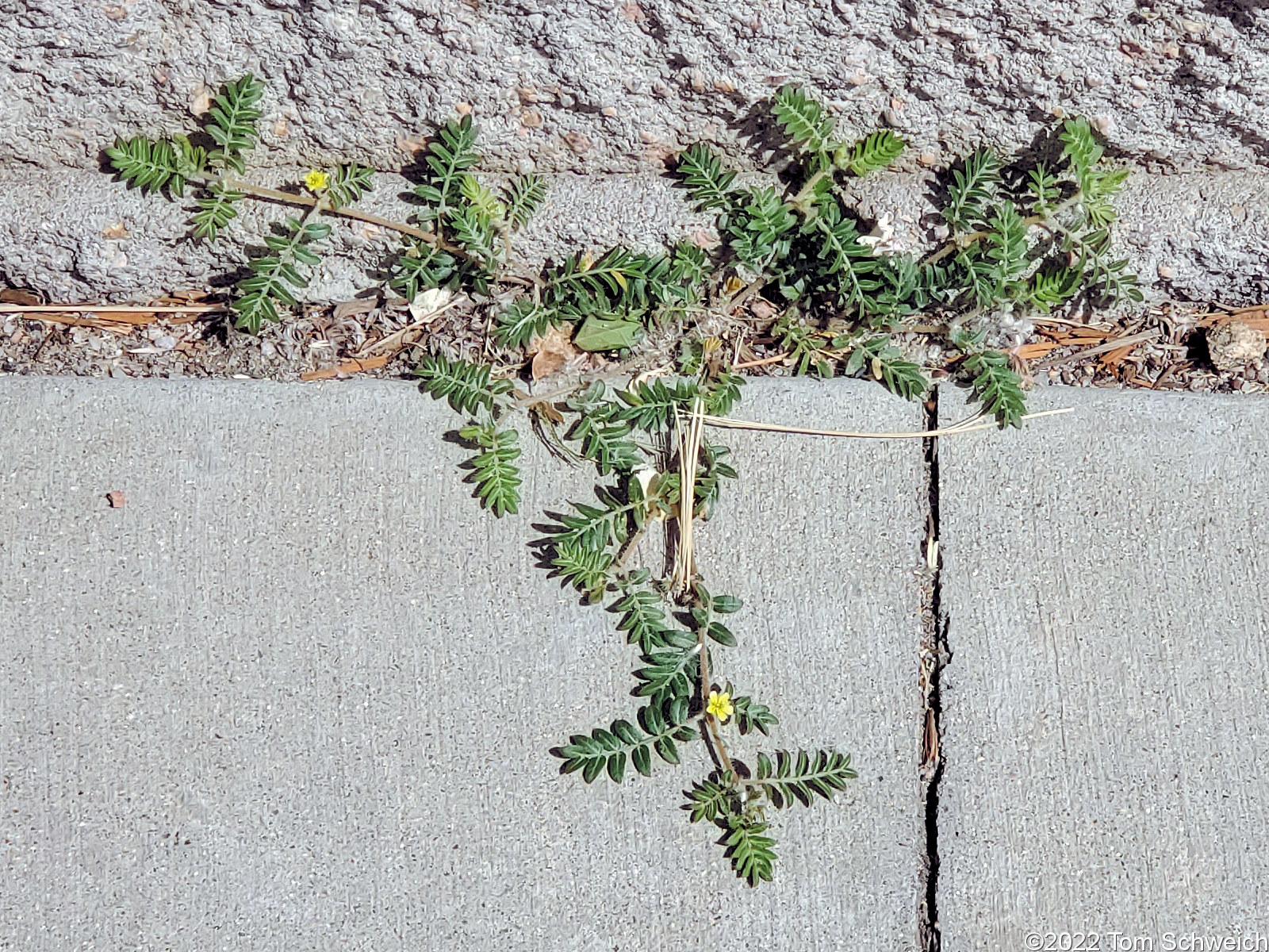 Zygophyllaceae Tribulus terrestris