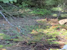 Full Size Image