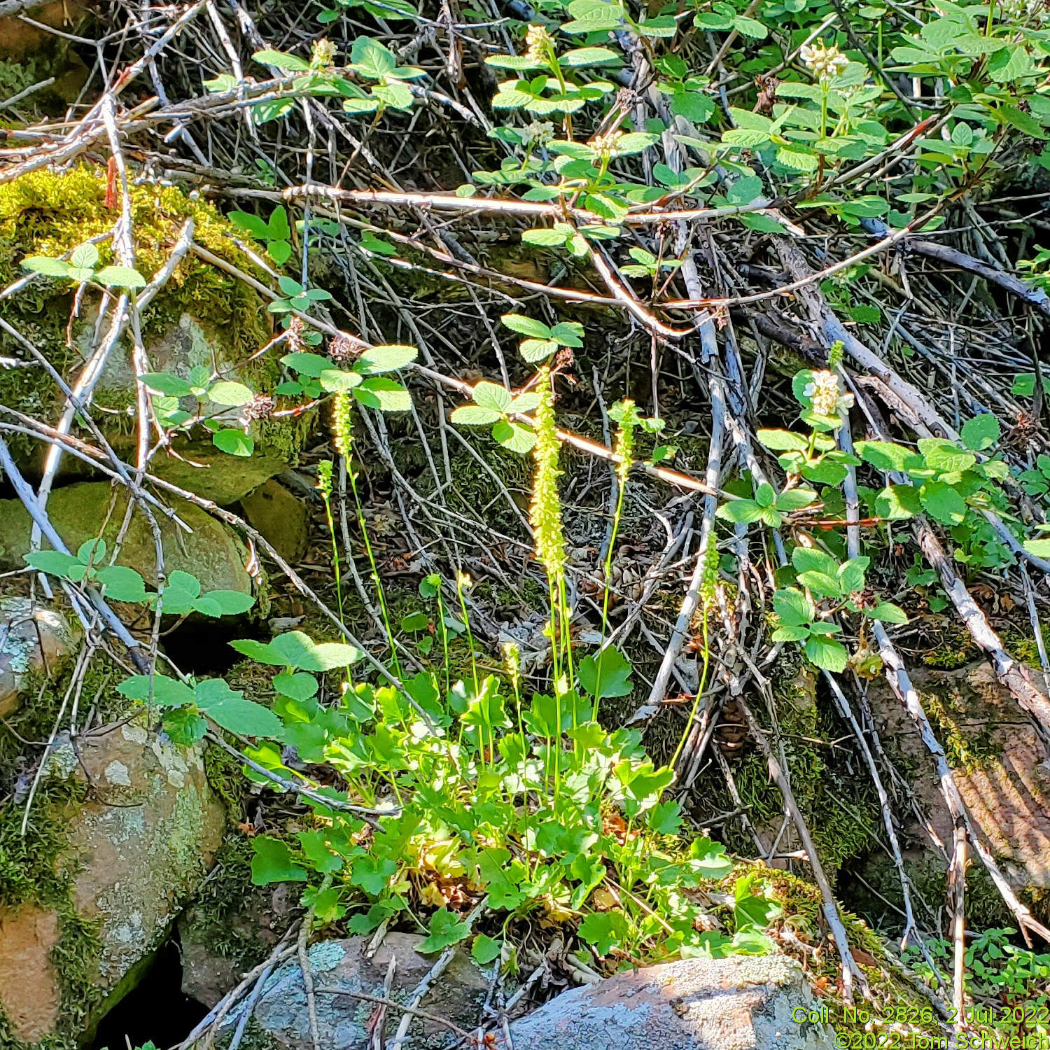 Saxifragaceae Heuchera bracteata