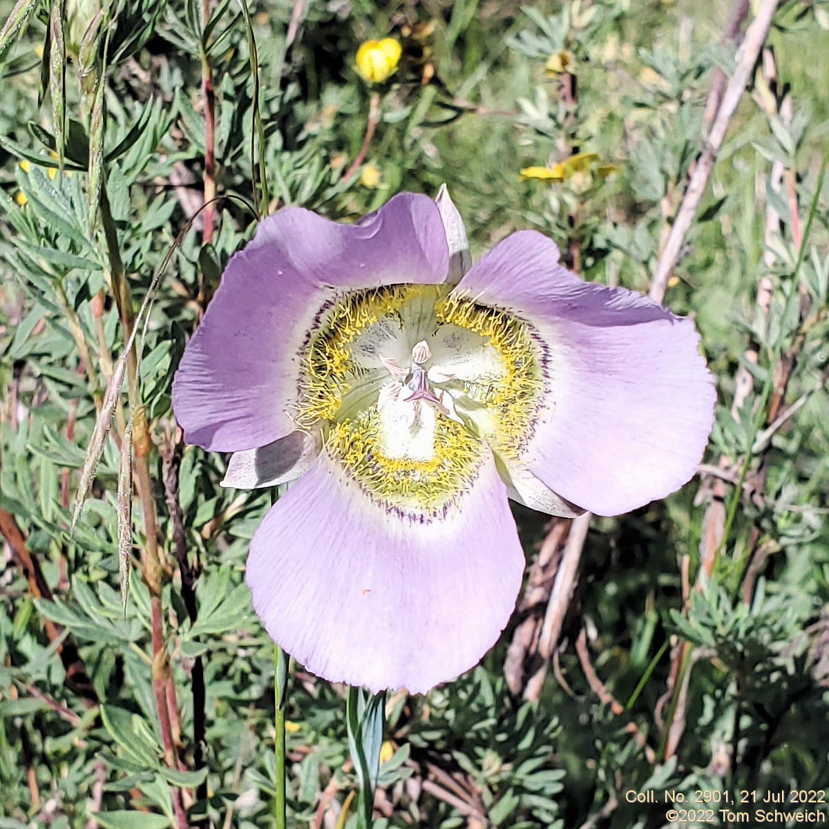 Liliaceae Calochortus gunnisonii