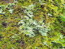 Full Size Image