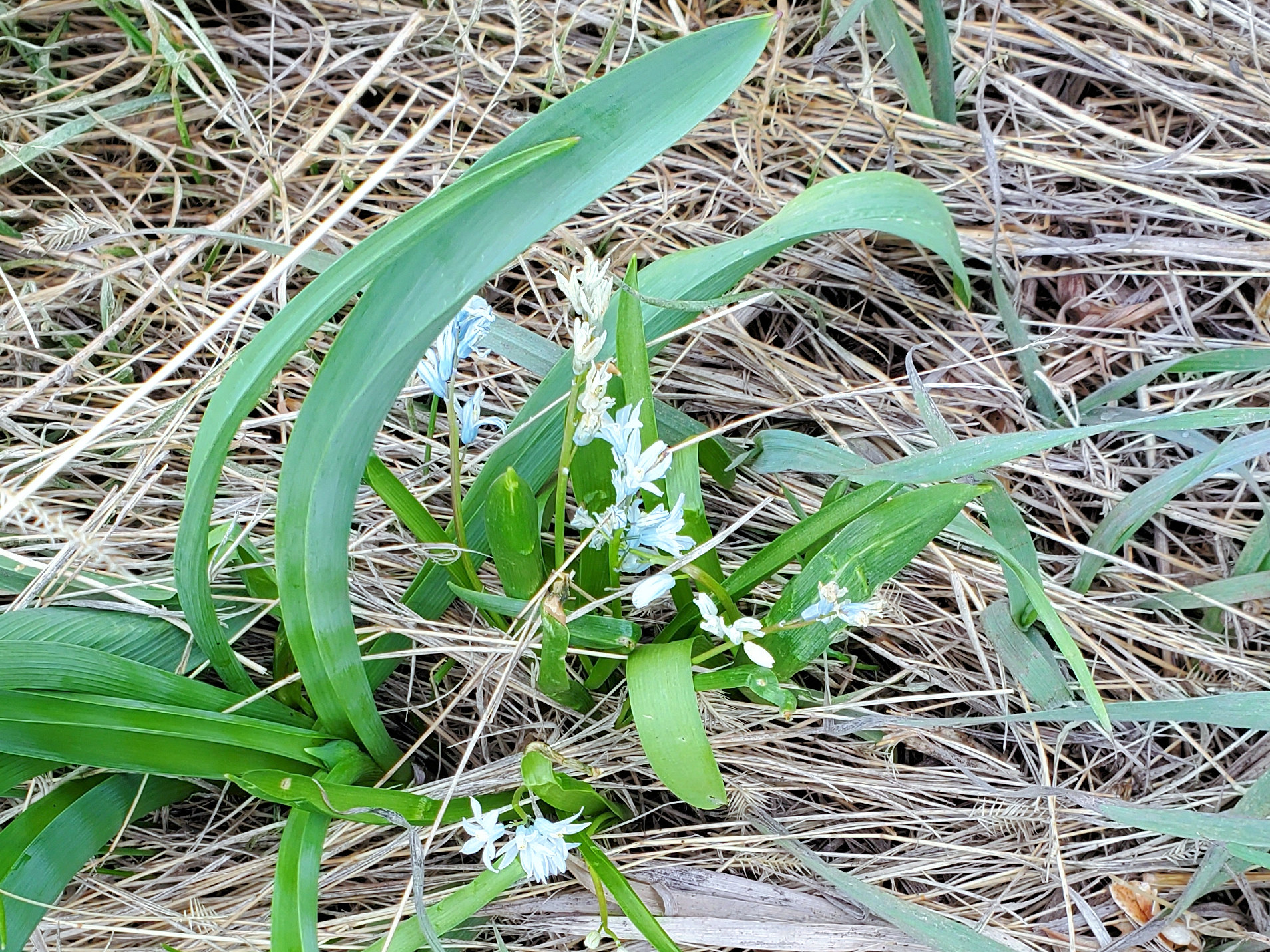 Asparagaceae Puschkinia scilloides