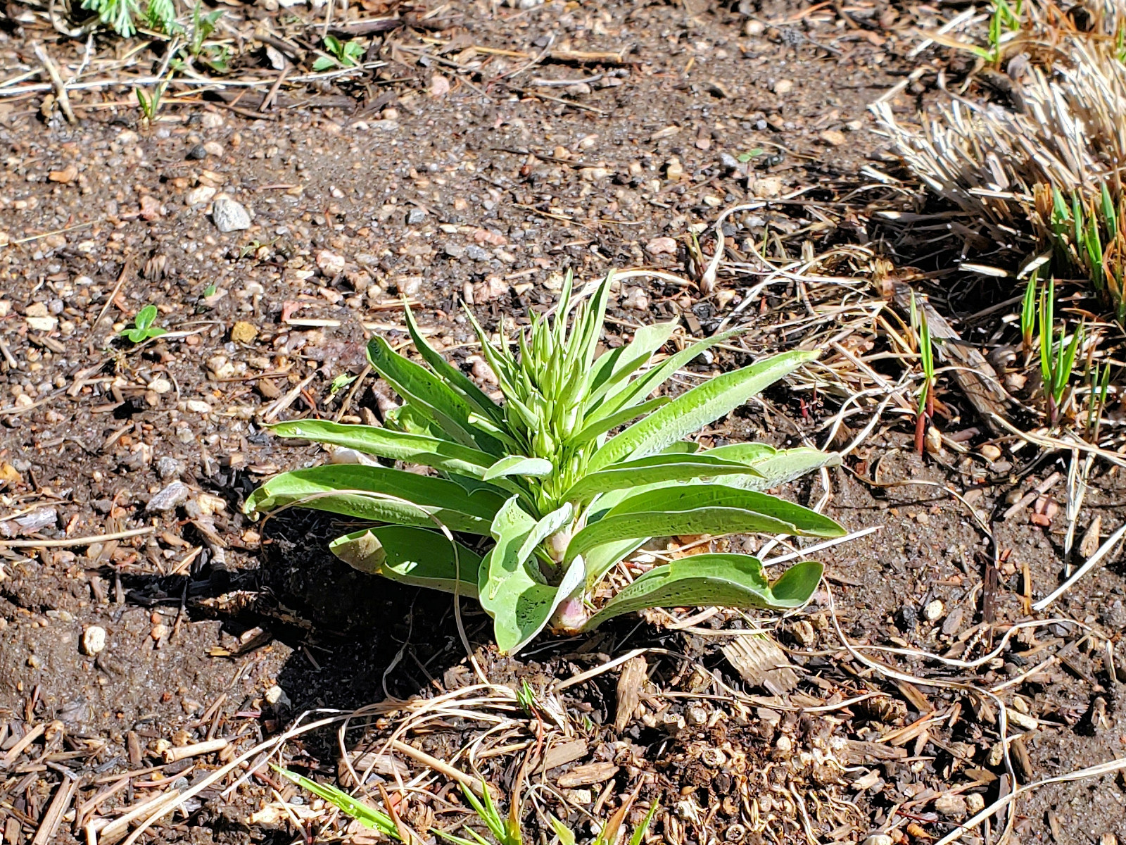 Gentianaceae Frasera speciosa