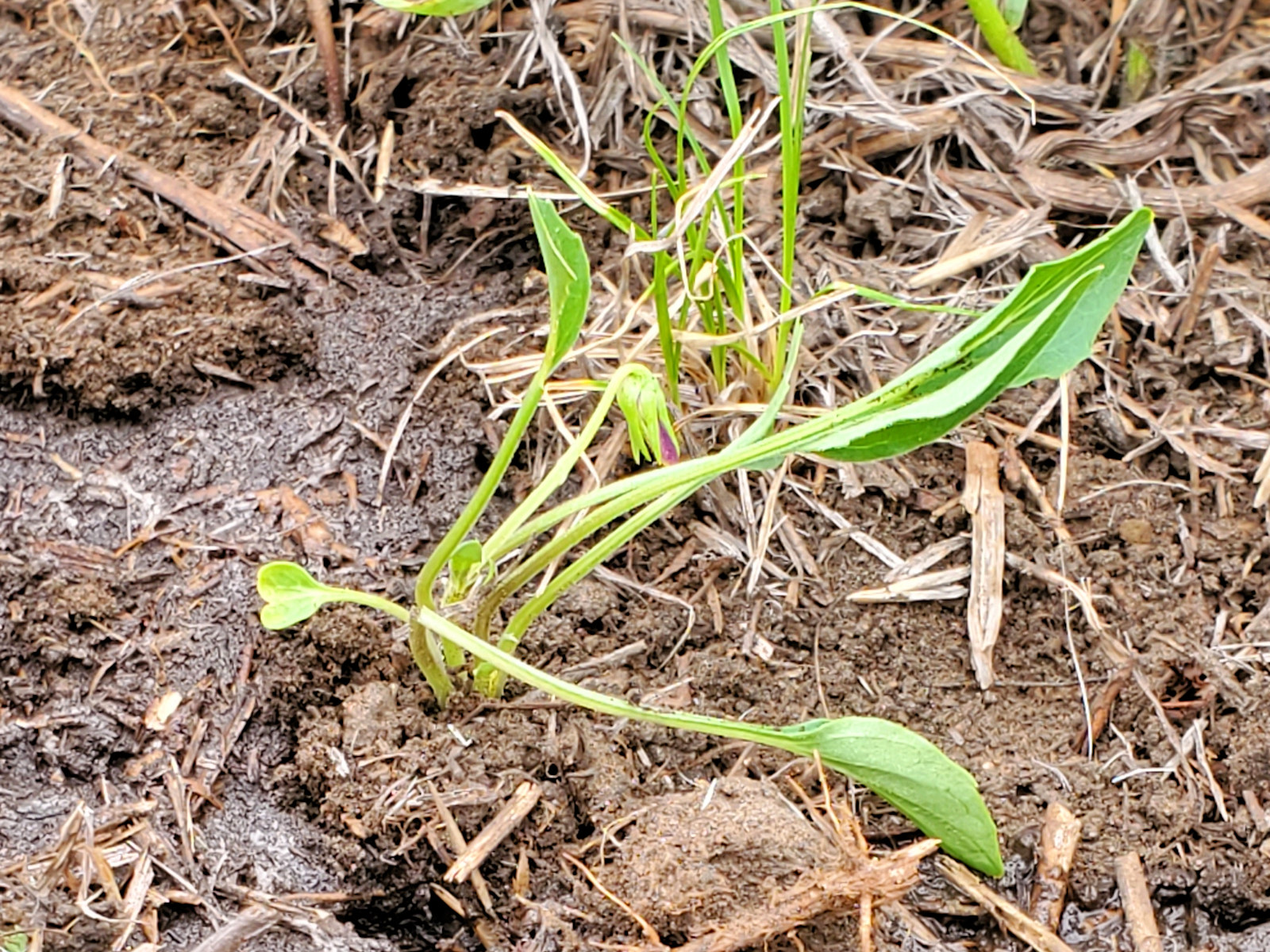 Violaceae Viola nuttallii