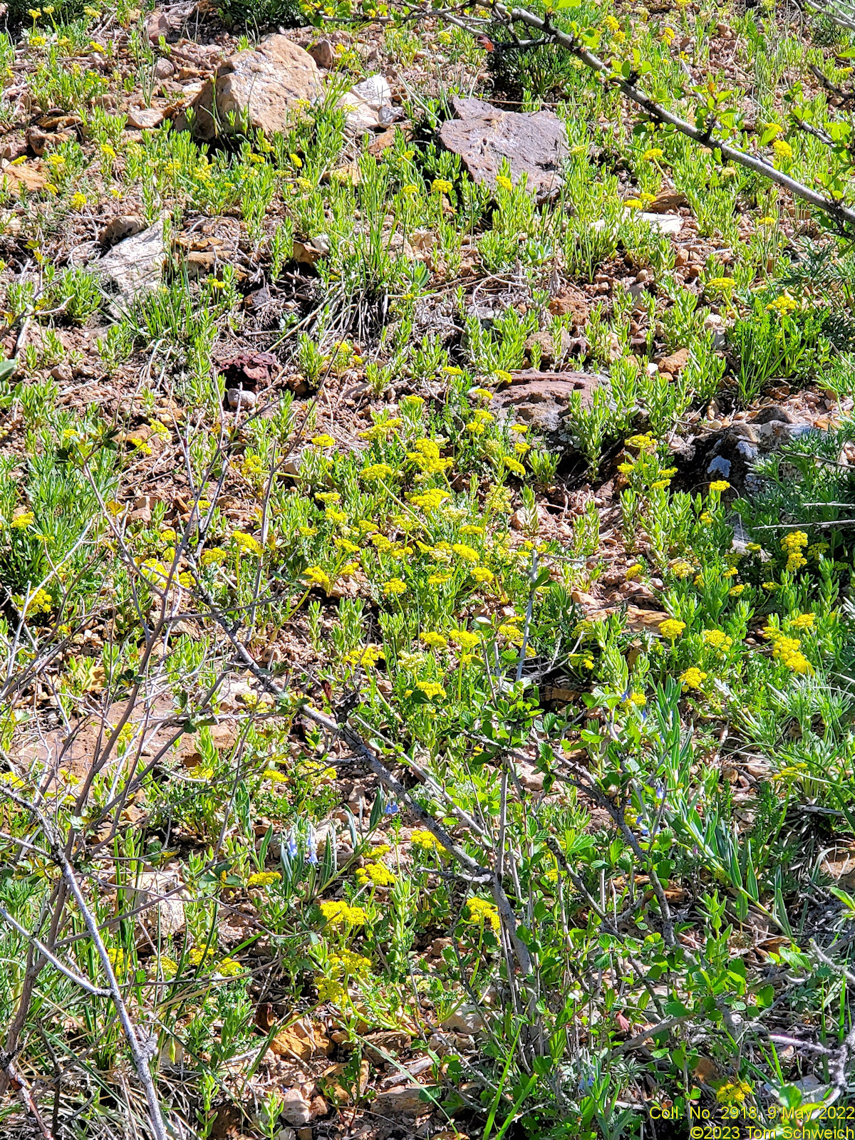 Apiaceae Musineon divaricatum