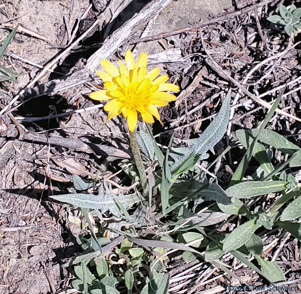 Asteraceae Crepis occidentalis