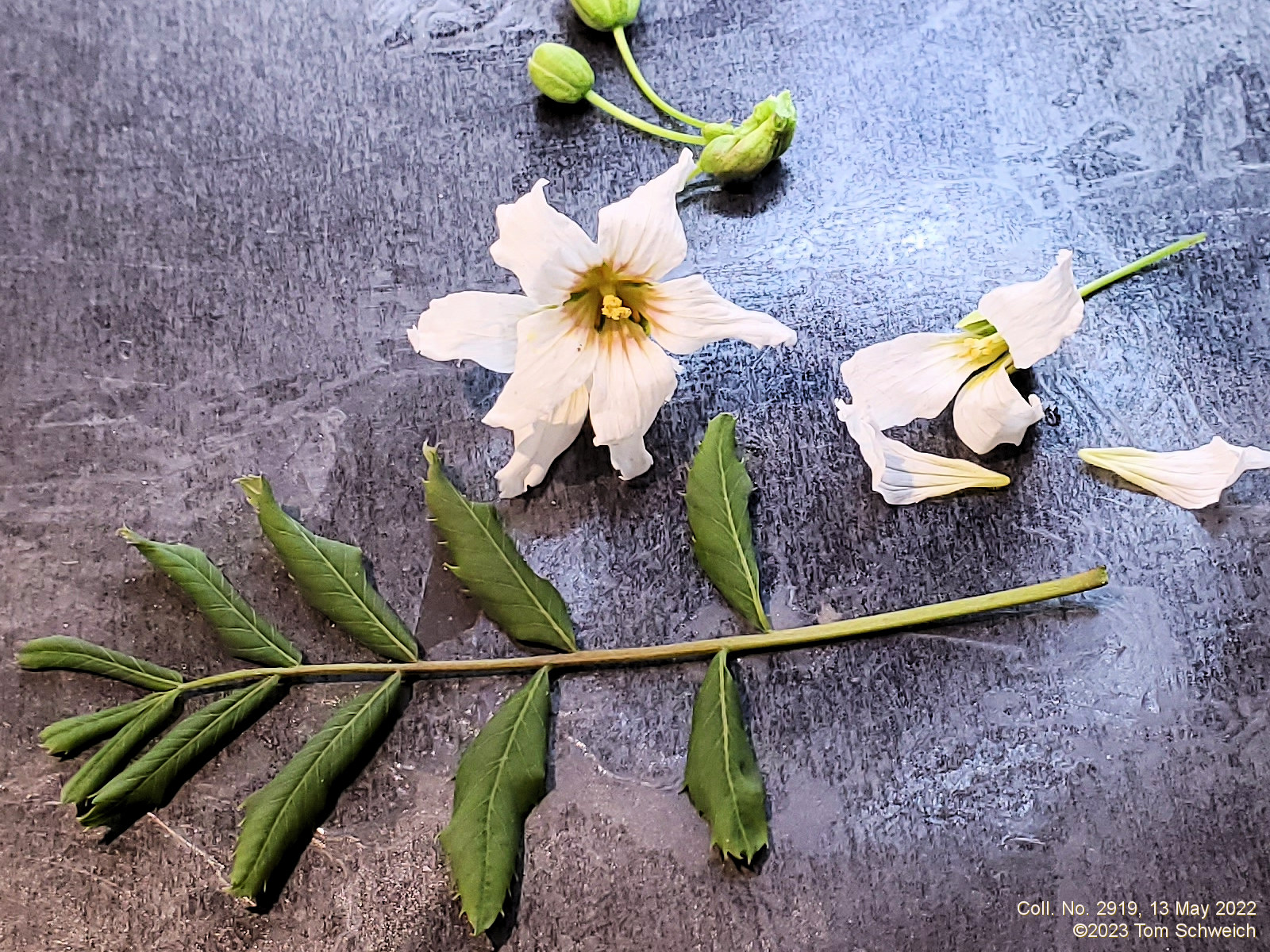 Sapindaceae Xanthoceras sorbifolium