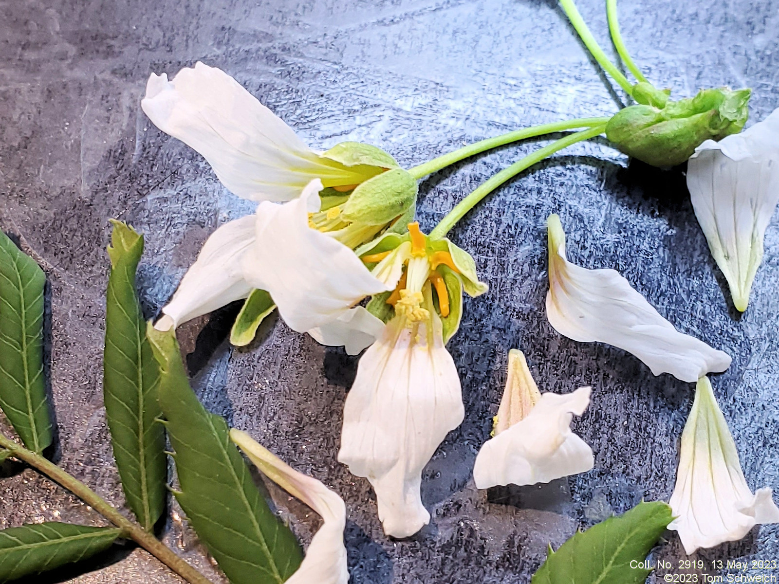 Sapindaceae Xanthoceras sorbifolium