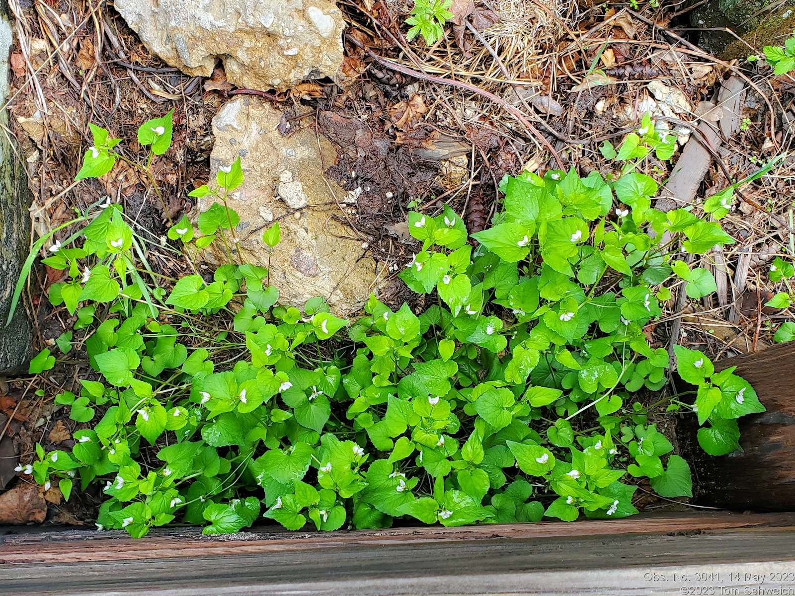 Violaceae Viola canadensis