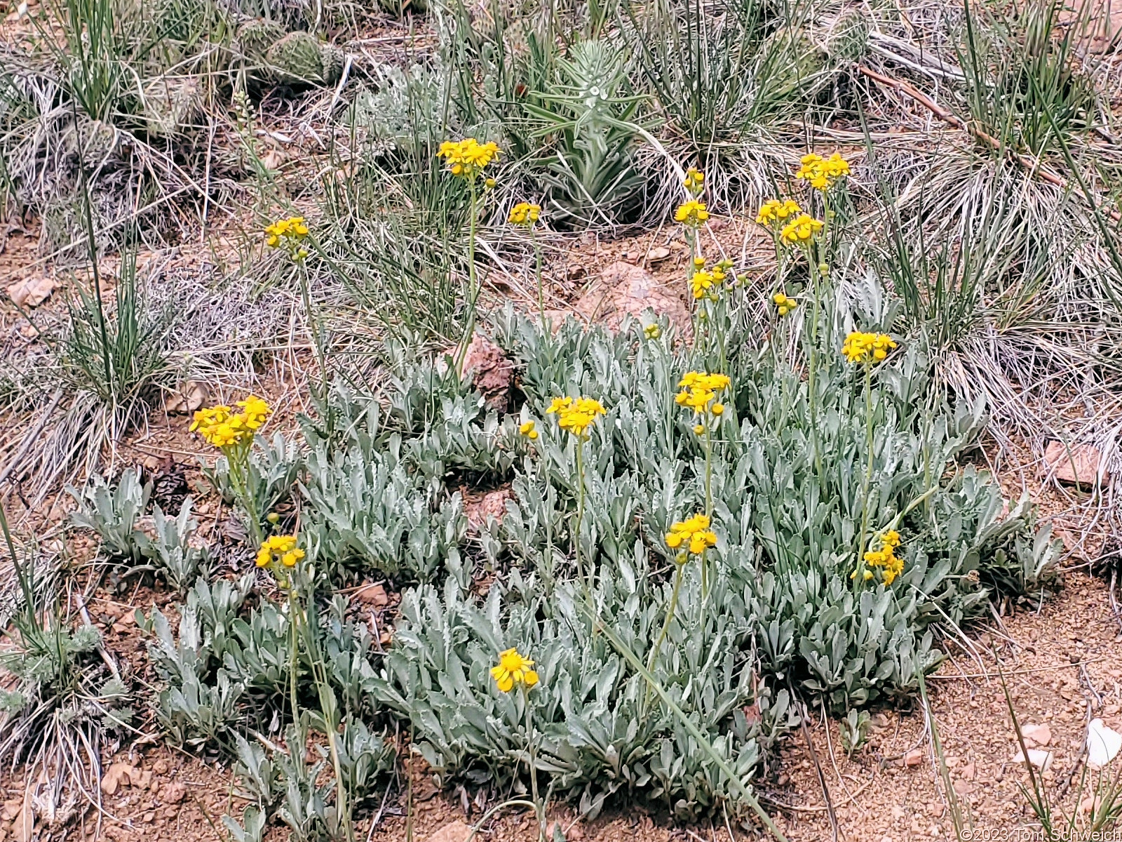 Asteraceae Packera fendleri