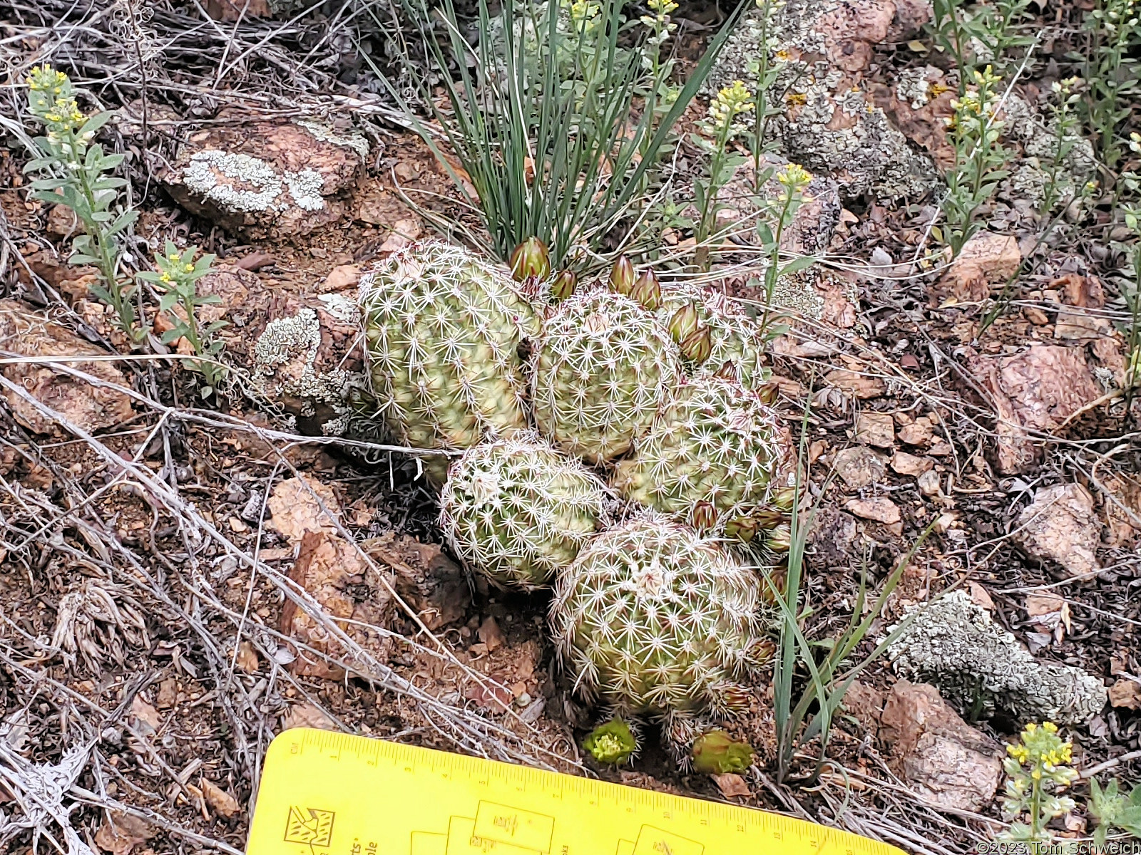 Cactaceae Echinocereus viridiflorus