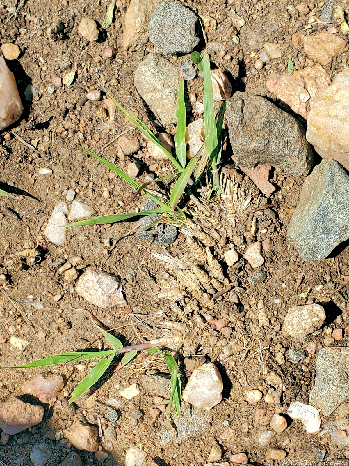 Poaceae Sporobolus cryptandrus