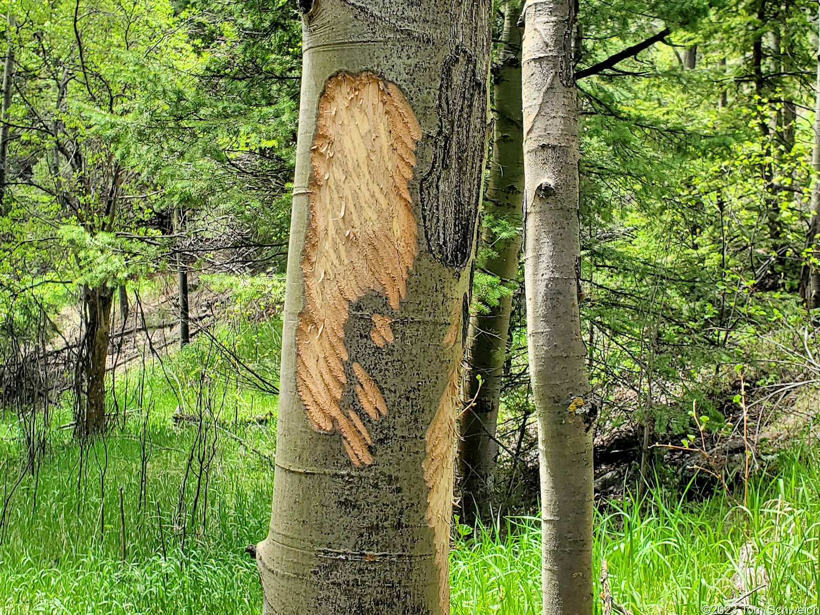 Colorado, Jefferson County, Guy Gulch